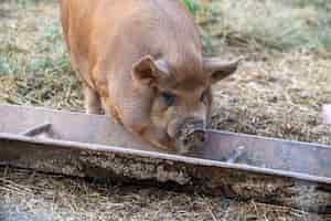 Kostenloses Foto schwein frisst aus einem trog auf der weide