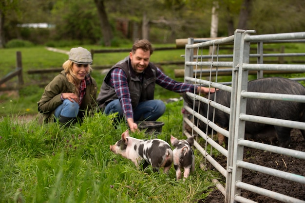 Schweine grasen auf dem Bauernhof