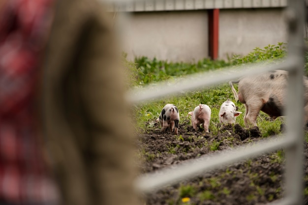 Kostenloses Foto schweine grasen im freien