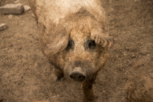 Kostenloses Foto schweine im stall eines bauernhofes