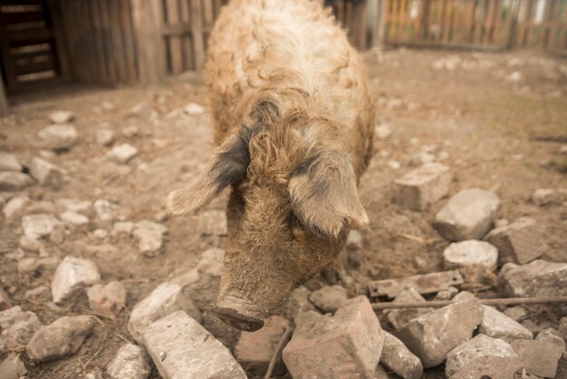 Schweine im Stall eines Bauernhofes