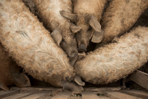 Kostenloses Foto schweine im stall eines bauernhofes