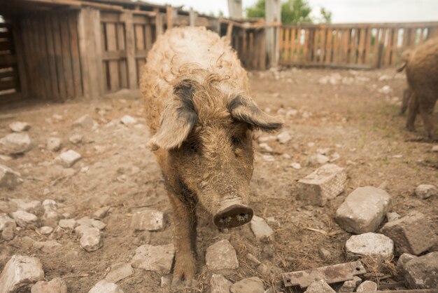 Schweine im Stall eines Bauernhofes