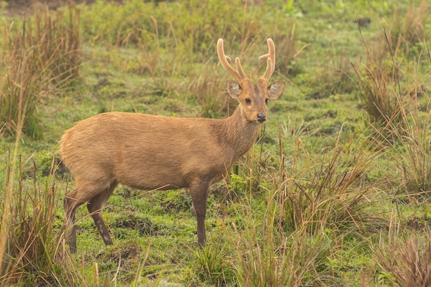 Schweinshirsche auf dem Grasland von Kaziranga in Assam