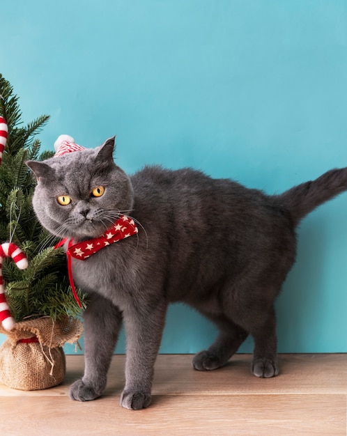 Scottish-Faltenkatze, die einen roten Bogen feiert Weihnachten trägt
