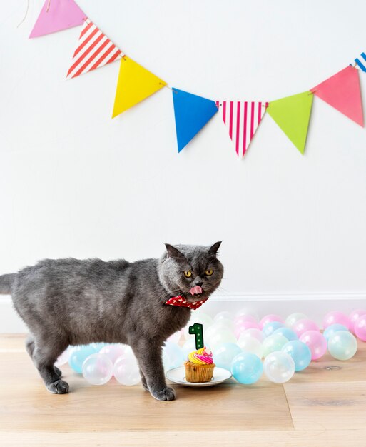 Scottish Fold Katze, die ihren ersten Geburtstag feiert