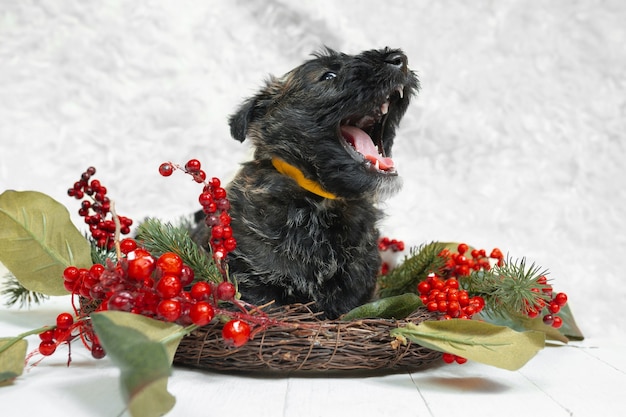 Scottish Terrier Welpe auf weißer Wand