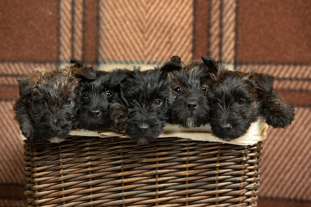 Kostenloses Foto scottish terrier welpen posieren. süße schwarze hündchen oder haustiere, die im korb spielen.