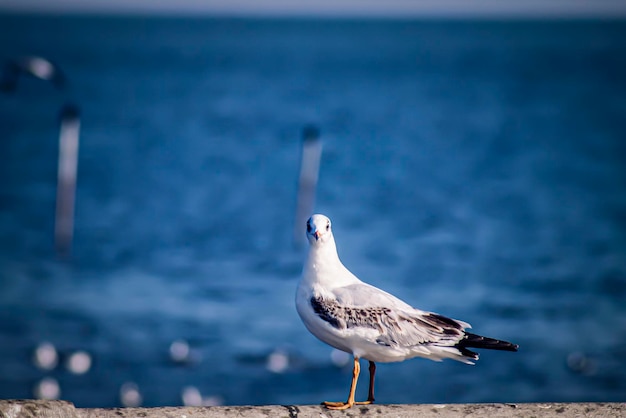Seagull flight, sea bird flying through blue sky blue sea white bright ton natur kann ihren tag aus dem alltag zurückziehen