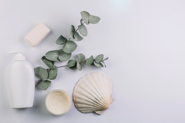Seashell und Zweig nahe Kosmetik