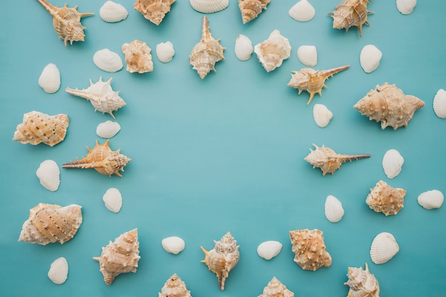 Kostenloses Foto seashells auf blauem hintergrund draufsicht