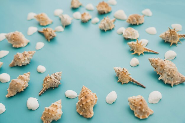 Seashells auf blauem Hintergrund