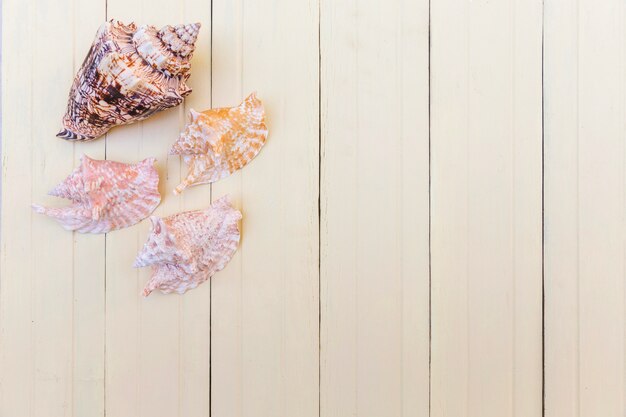 Seashells auf Holzoberfläche