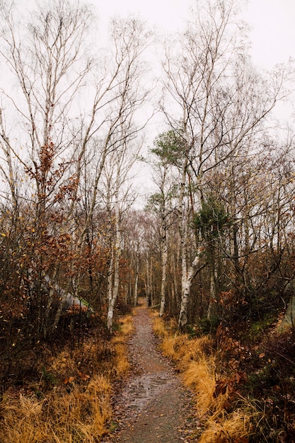 See mitten in einem Wald mit hohen blattlosen Bäumen