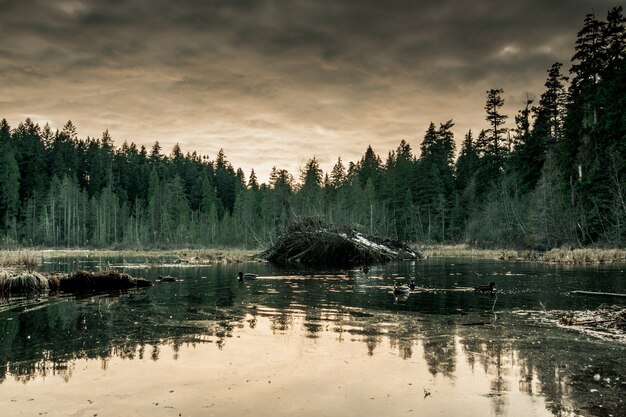 See umgeben von Wald mit einem düsteren grauen Himmel
