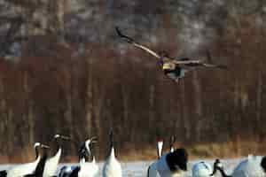 Kostenloses Foto seeadler fliegt über der gruppe der schwarzhalskraniche in hokkaido in japan