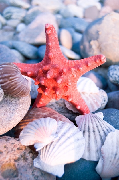 Kostenloses Foto seestern stehend über muscheln