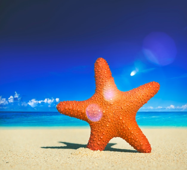 Kostenloses Foto seestern-tropisches strand-sand-sommer-insel-muschel-konzept