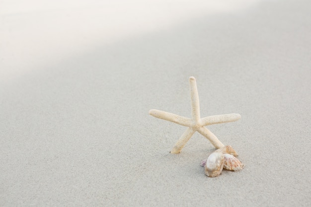 Seesterne und Muscheln auf Sand