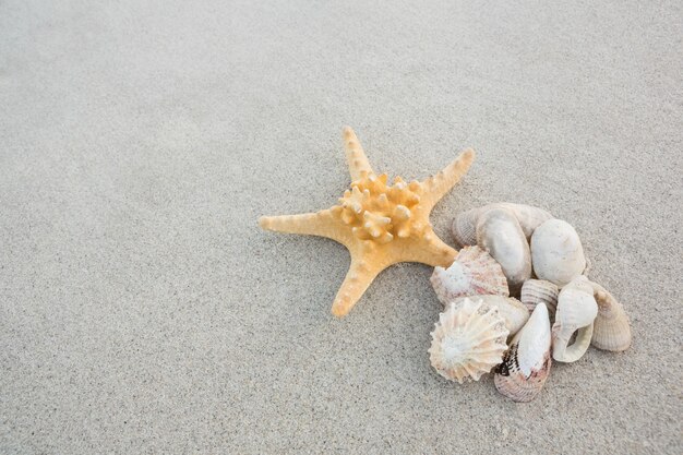 Seesterne und Muscheln auf Sand