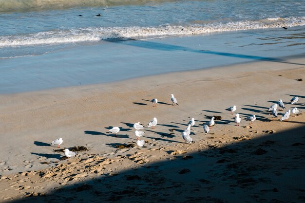 Seevogel auf Sand und Meer
