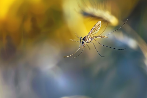 Kostenloses Foto sehr detaillierte mücken