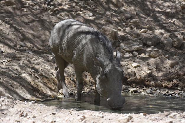 Sehr großes Warzenschwein mit gekräuselten Stoßzähnen, das aus einer Wasserstelle trinkt.