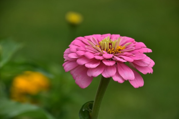 Sehr hübsche blühende rosa Dahlie-Blumenblüte in einem Garten im Sommer.