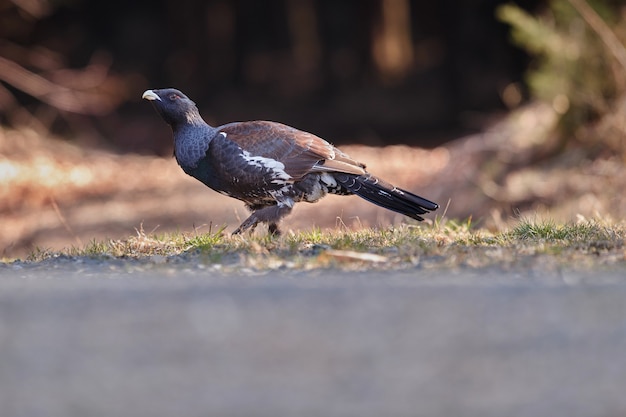 Sehr seltenes wildes Auerhuhn im Naturlebensraum