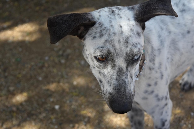 Sehr süßes Gesicht eines Cunucu Island Dogs in Aruba mit zwei farbigen Augen