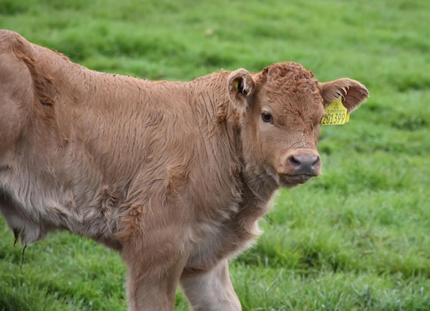 Kostenloses Foto sehr süßes junges kalb an einem frühlingstag in england.