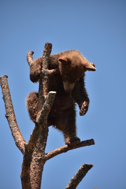 Sehr süßes schwarzes Bärenjunges, das im Sommer auf einen Baum klettert