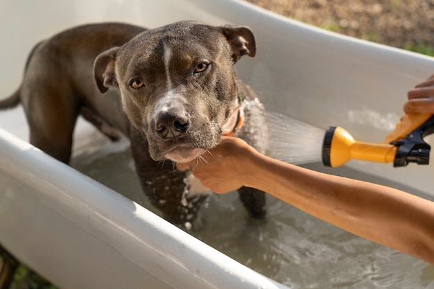 Seitenansicht Besitzer waschen Hund mit Schlauch