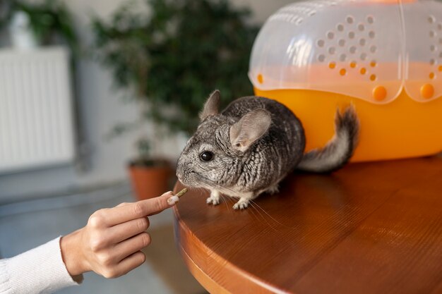 Seitenansicht Chinchilla von Hand füttern