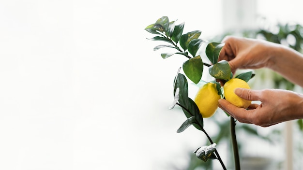 Seitenansicht der Frau, die Innen Zitronen mit Kopienraum kultiviert