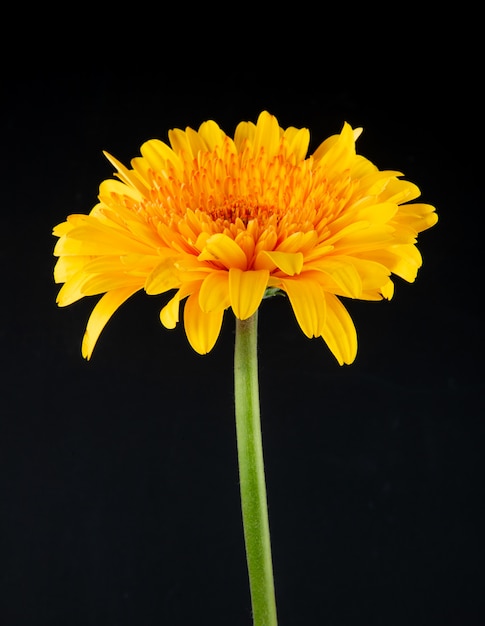 Seitenansicht der gelben Farbe Gerbera-Blume lokalisiert auf schwarzem Hintergrund