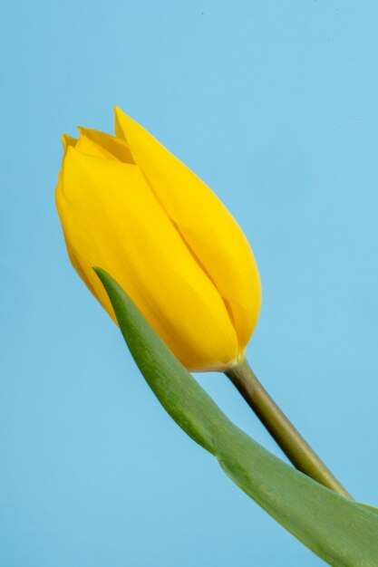 Seitenansicht der gelben Farbtulpenblume lokalisiert auf blauem Tisch
