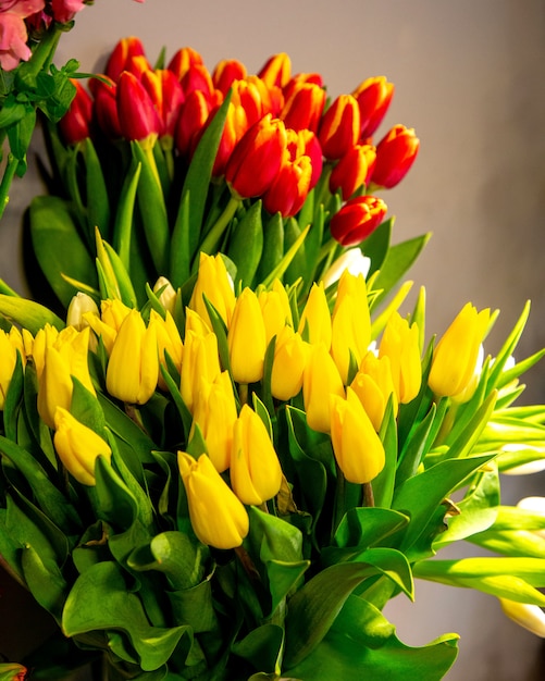Seitenansicht der gelben und roten Tulpenblume auf grau