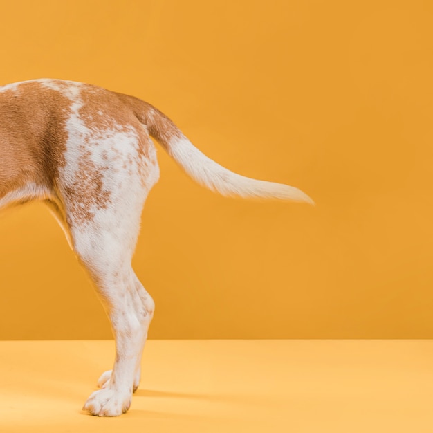 Seitenansicht der Hundegeschichte