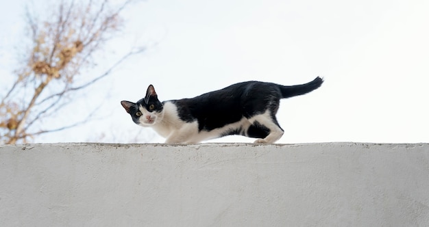 Seitenansicht der Katze an der Wand am Hof