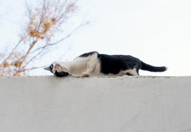 Seitenansicht der Katze an der Wand am Hof