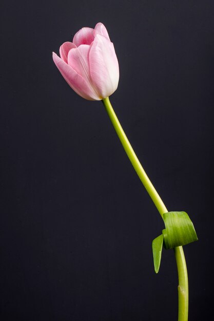Seitenansicht der rosa Farbe Tulpenblume lokalisiert auf schwarzem Tisch