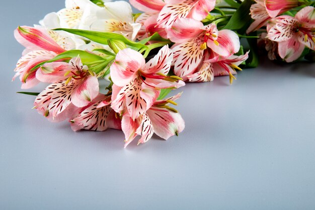 Seitenansicht der rosa und weißen Farbe alstroemeria Blumen auf grauem Hintergrund mit Kopienraum