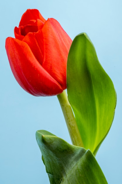 Seitenansicht der roten Farbtulpenblume lokalisiert auf blauem Tisch