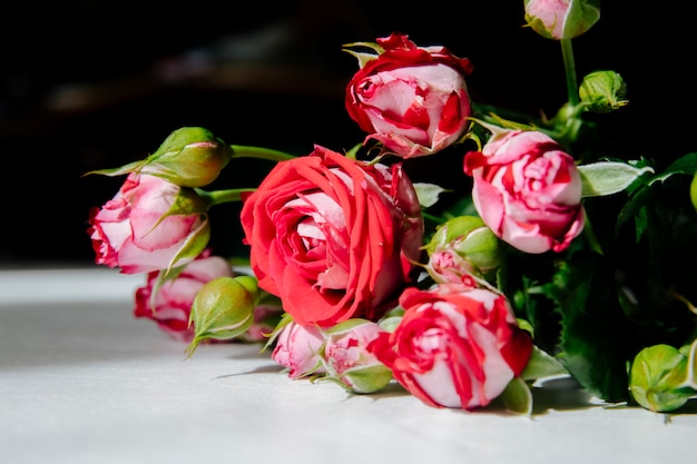 Seitenansicht der roten Rosen mit Knospen und grünen Blättern auf weißem Hintergrund