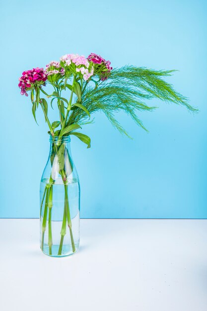 Seitenansicht der türkischen Nelkenblumen der lila Farbe mit Spargel in einer Glasflasche auf blauem Hintergrund mit Kopienraum