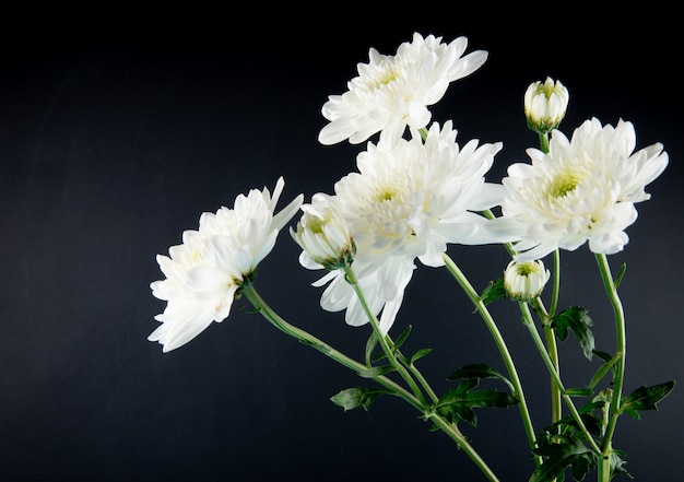 Kostenloses Foto seitenansicht der weißen farbe chrysanthemenblumen lokalisiert auf schwarzem hintergrund