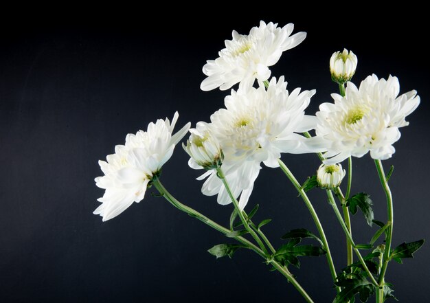Seitenansicht der weißen Farbe Chrysanthemenblumen lokalisiert auf schwarzem Hintergrund