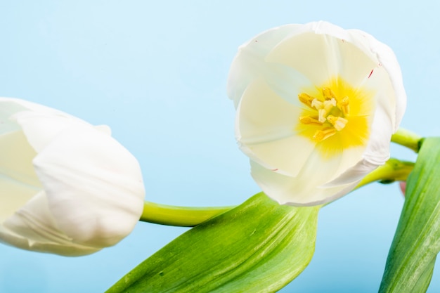 Seitenansicht der weißen Farbtulpen lokalisiert auf blauem Tisch