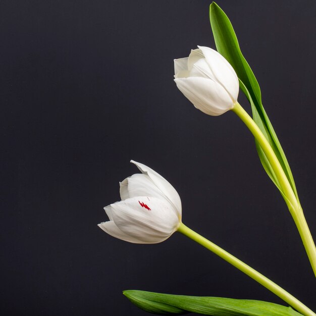 Seitenansicht der weißen Farbtulpen lokalisiert auf schwarzem Tisch